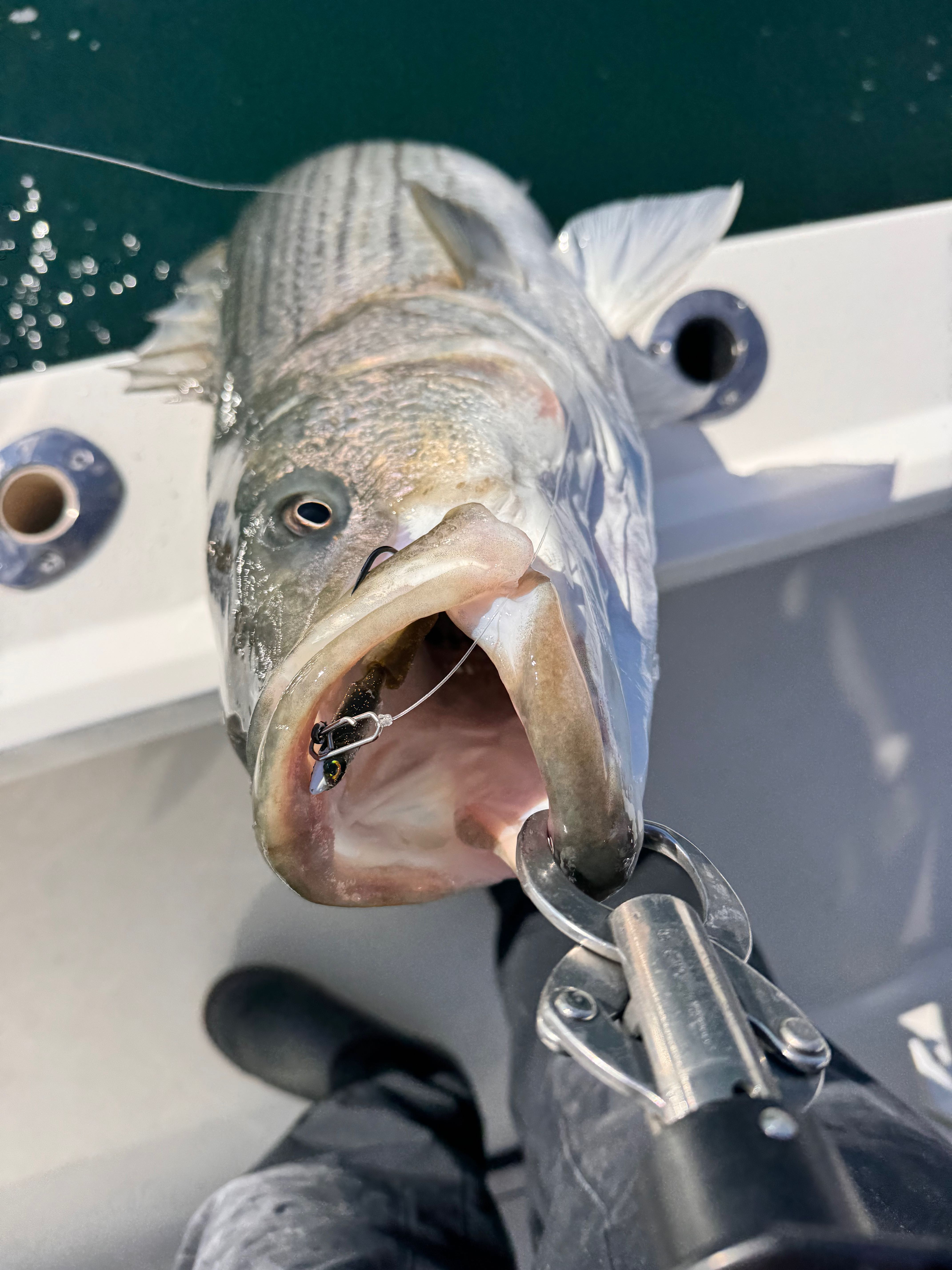 Large striped bass caught on fishing lure being held on boat deck in Barnegat Light NJ