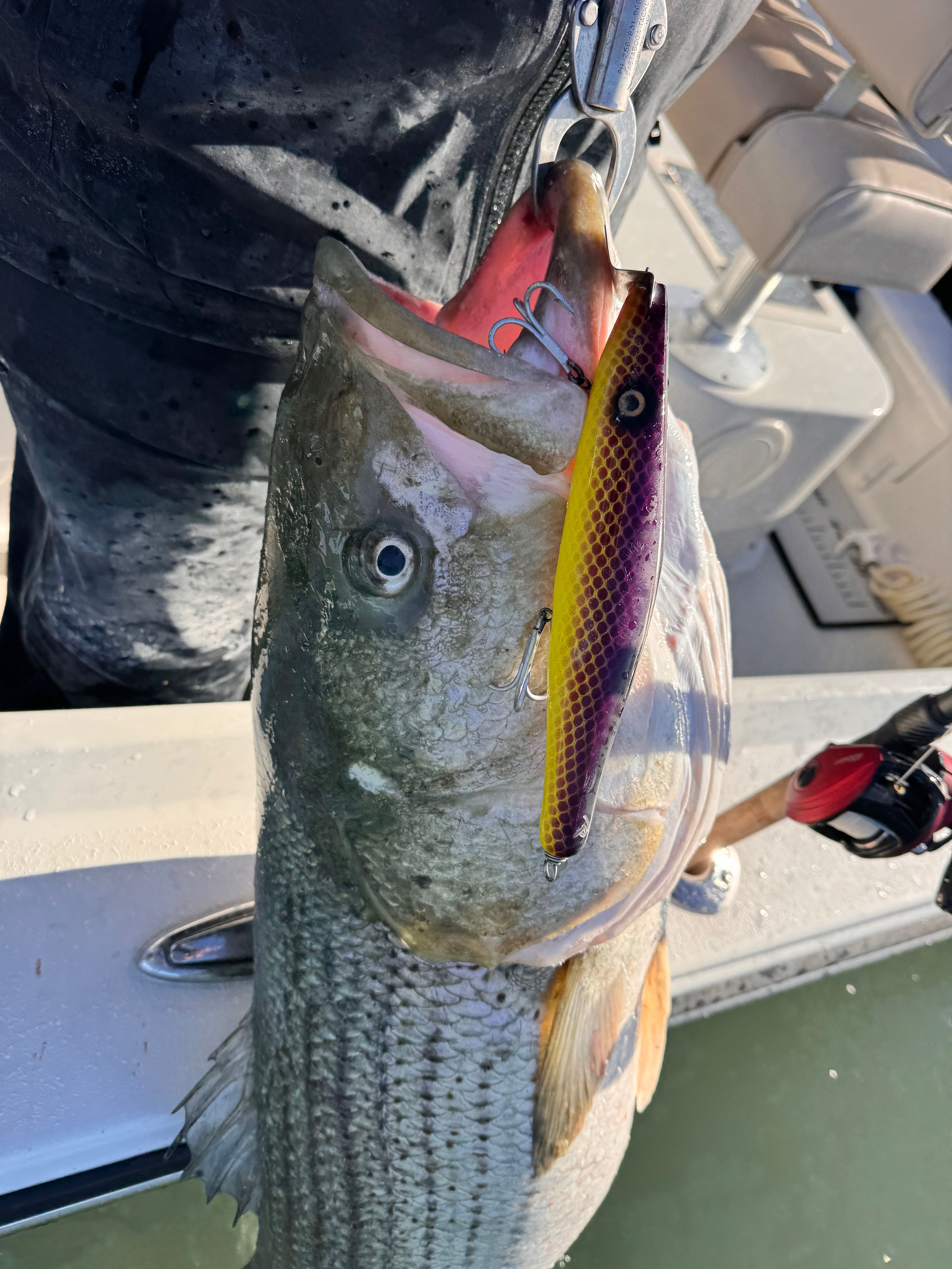 Striped bass caught on fishing lure in Barnegat Light NJ