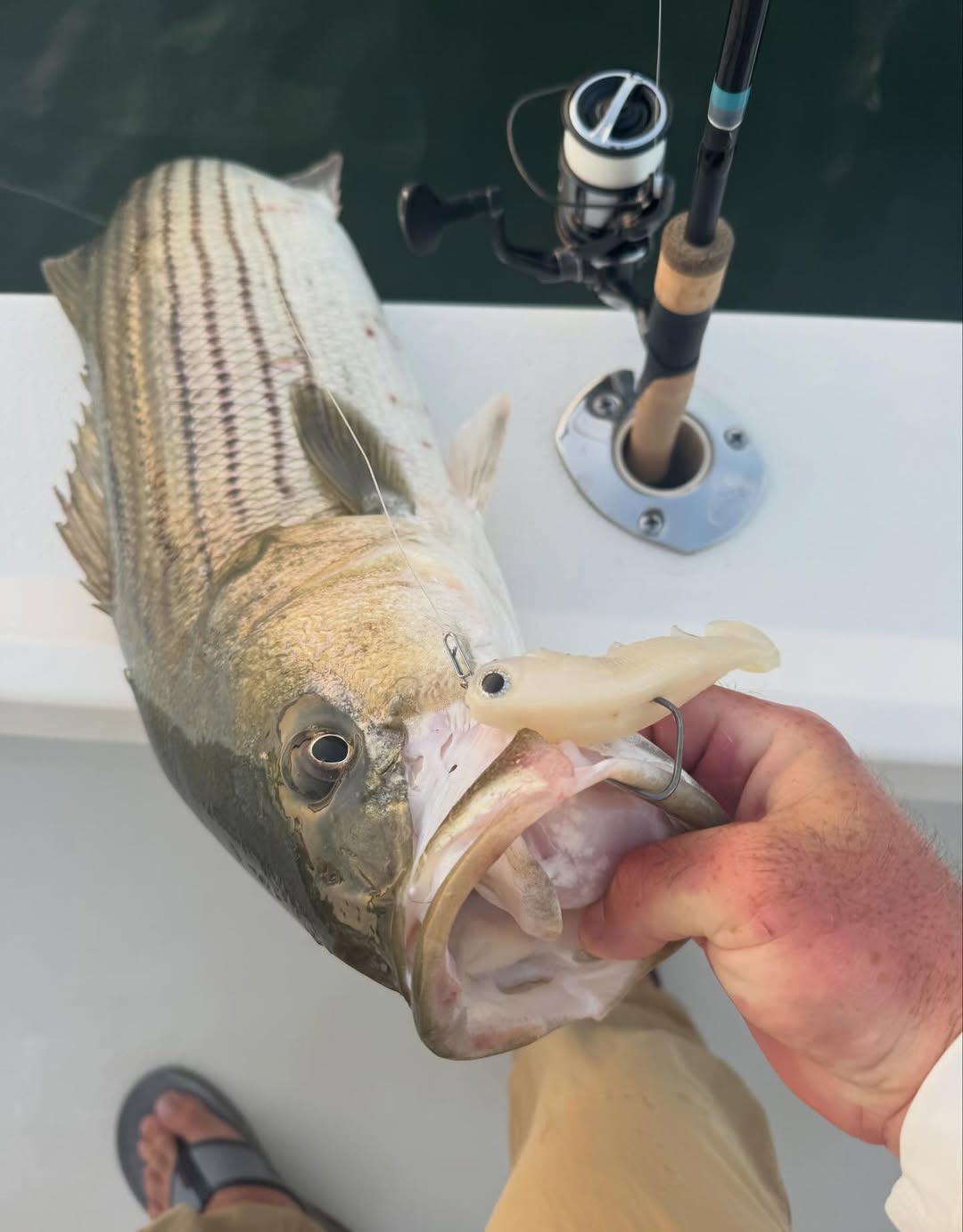 Striped bass caught on fishing boat in Barnegat Light New Jersey with fishing rod visible