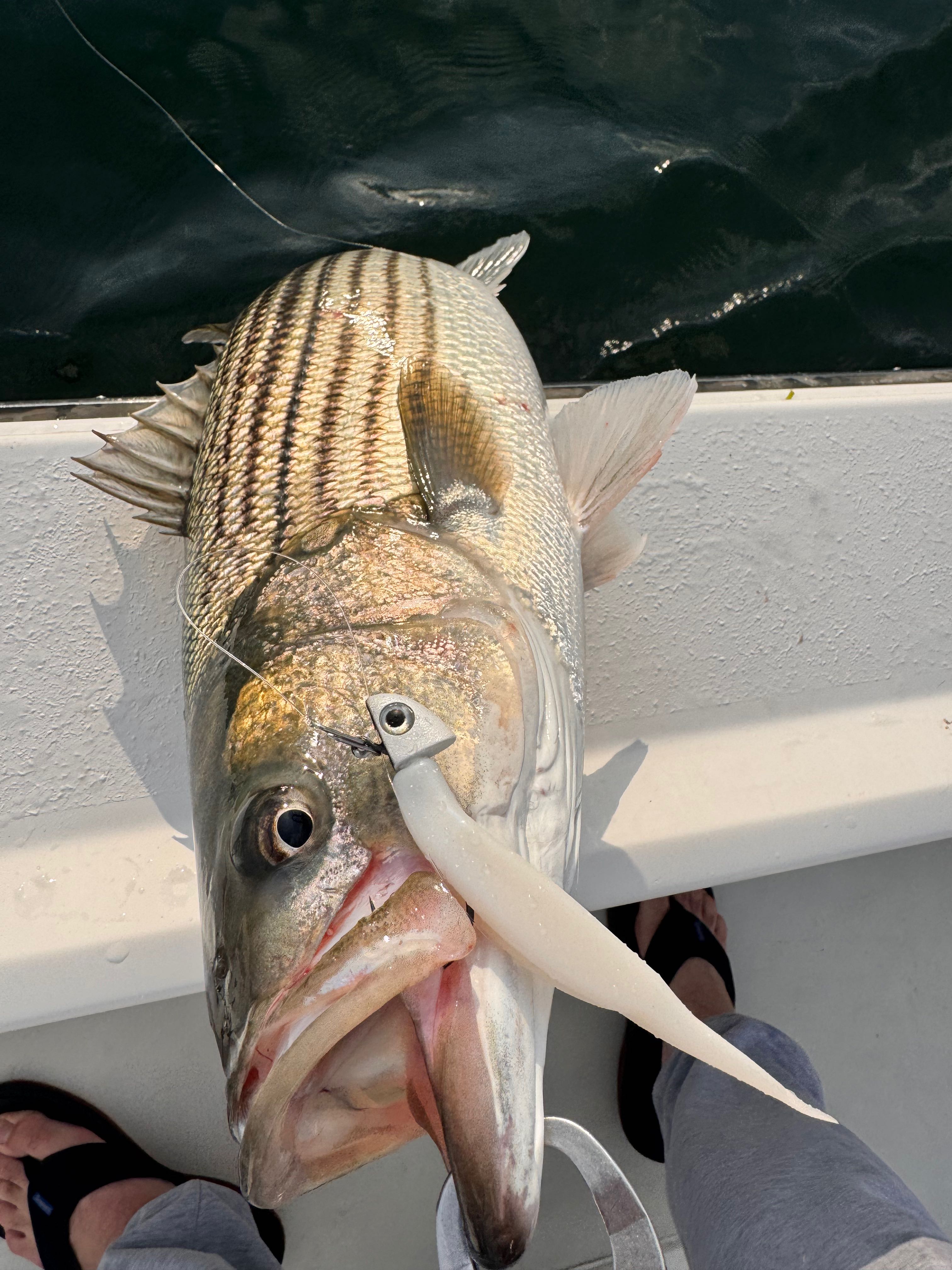 Striped bass caught during fishing tour in Barnegat Light NJ