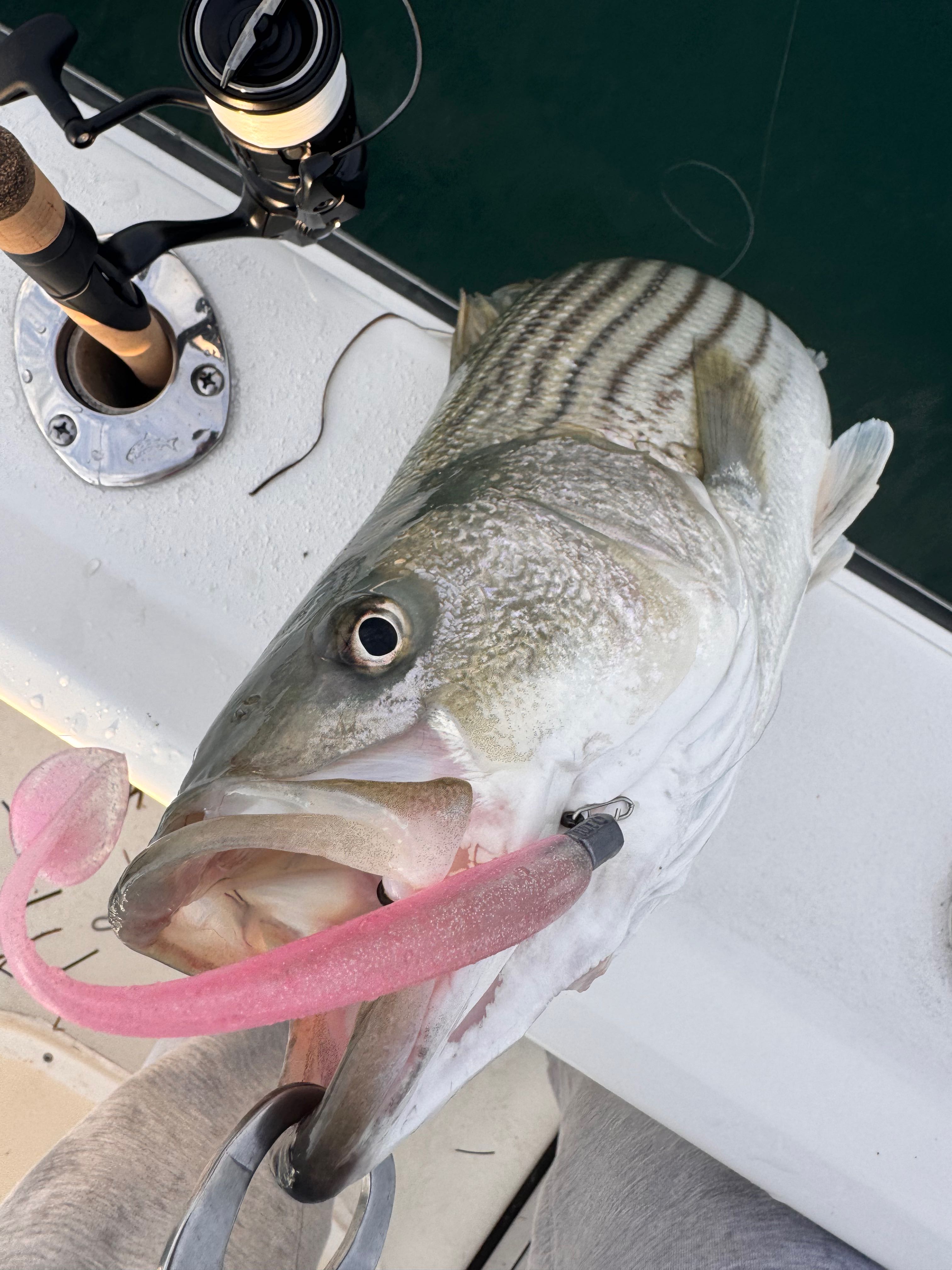 Striped bass caught on fishing charter in Barnegat Light NJ with pink lure in mouth on boat deck