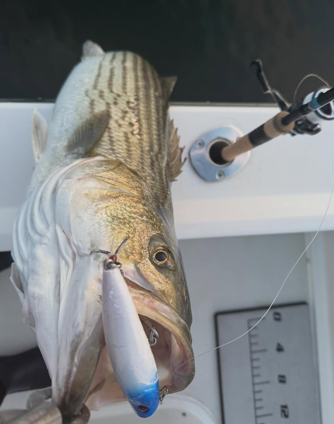 Large striped bass caught fishing in Barnegat Light NJ on boat deck with fishing rod