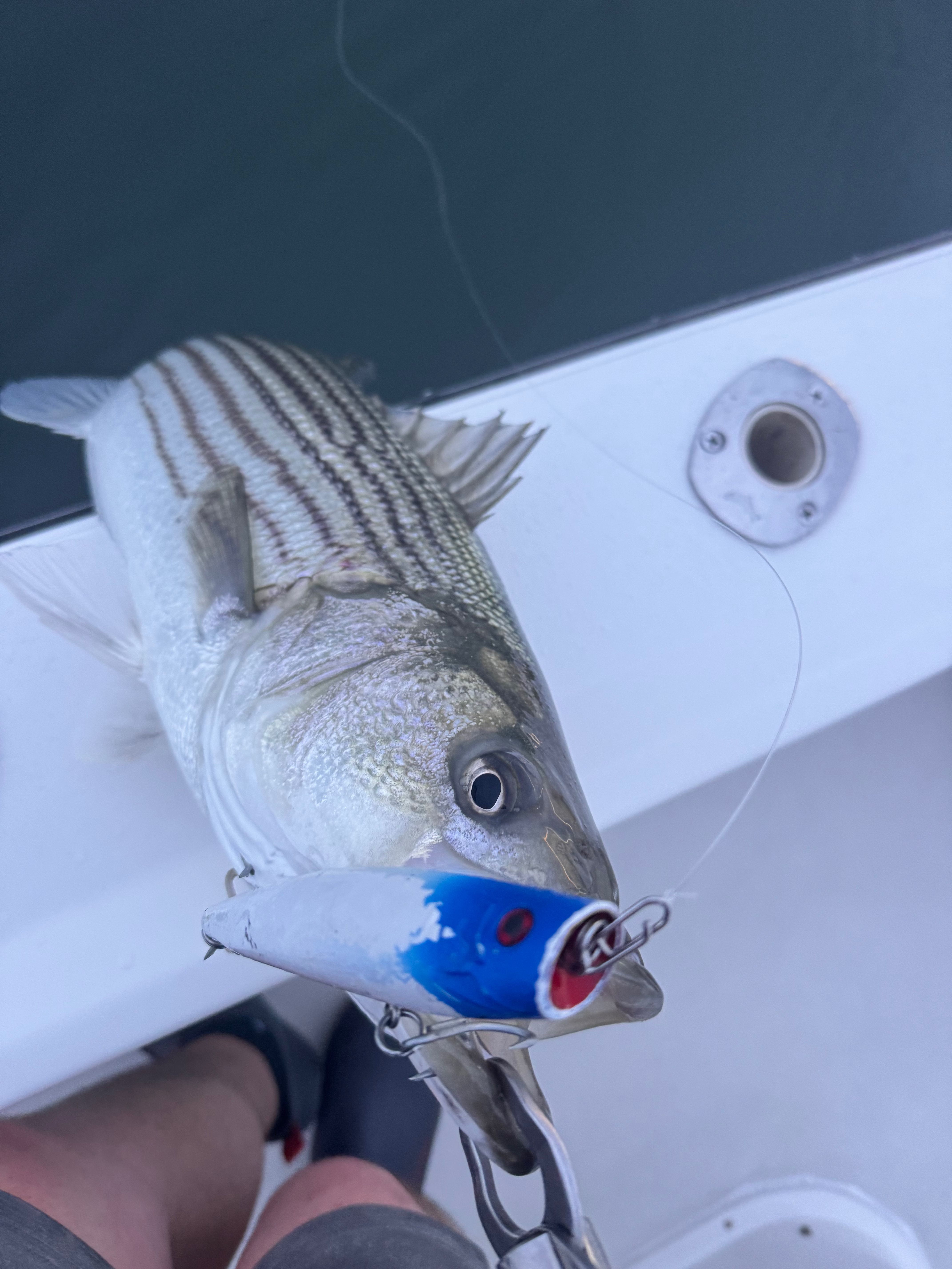 Striped bass caught on fishing charter with blue lure in Barnegat Light NJ