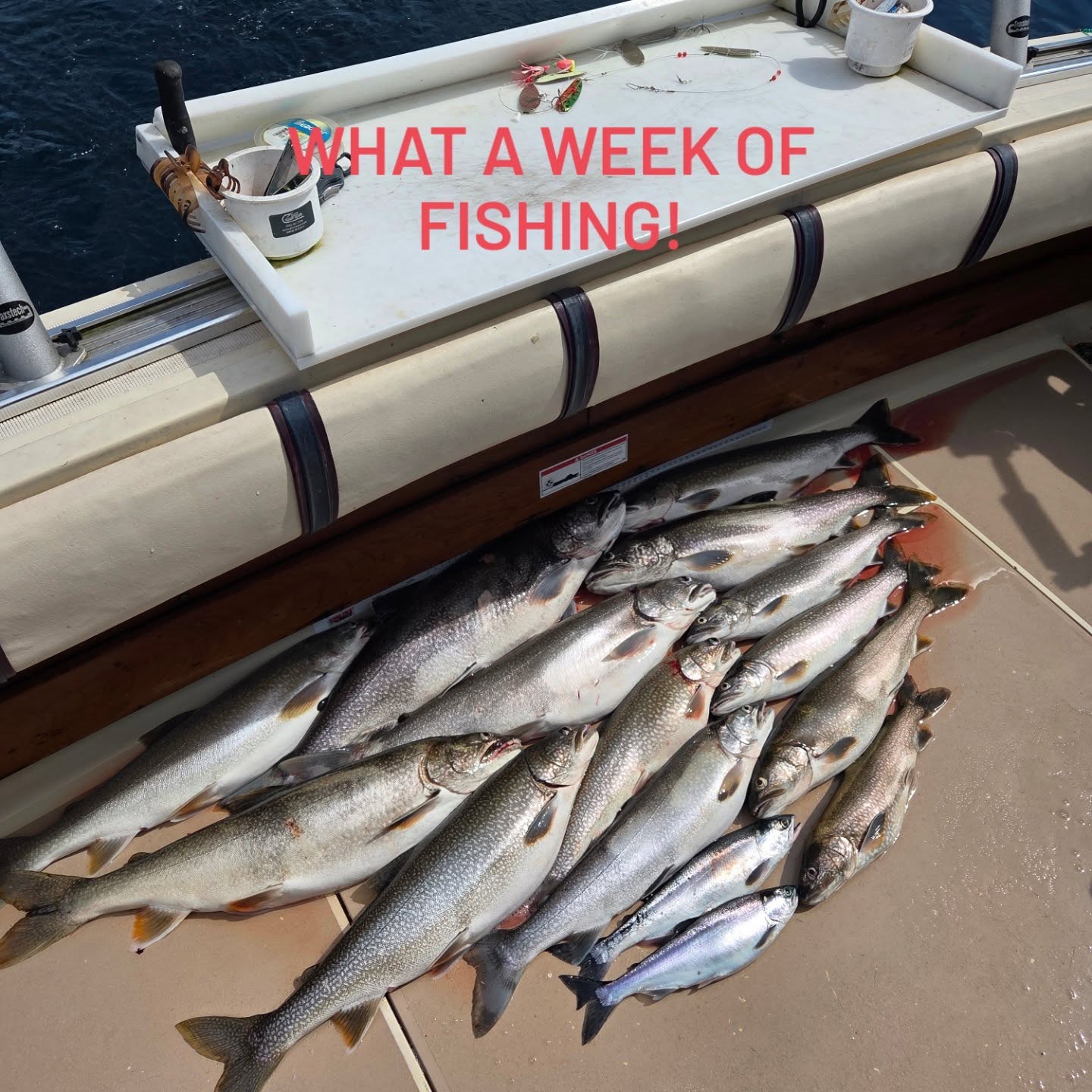 7 fish caught at Knife River, fishing
