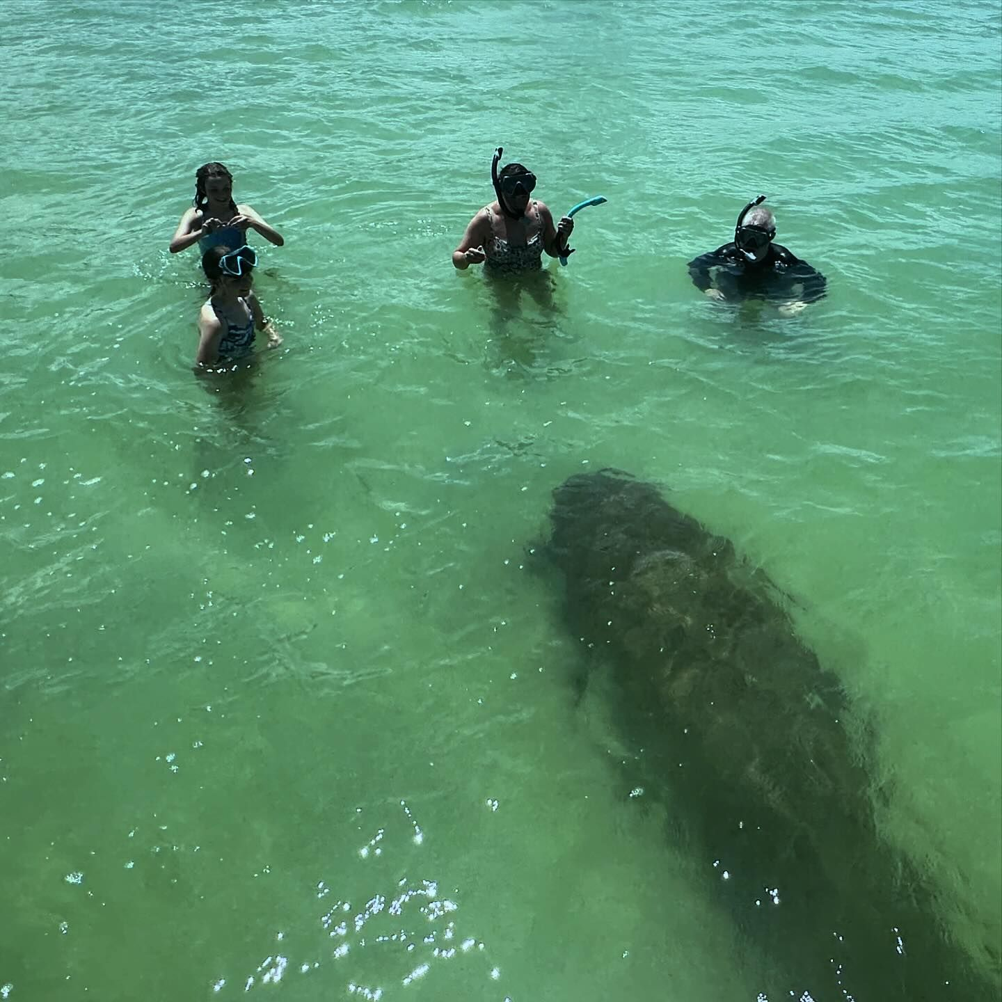 Snorkelers observing large manatee underwater in clear green waters near Clearwater FL during wildlife cruise excursion