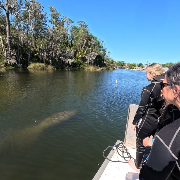 Manatee swimming near boat in Crystal River FL waters with trees along shoreline