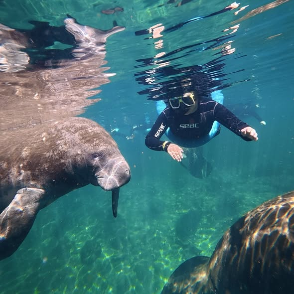 Snorkeler swimming underwater with manatees in Crystal River FL