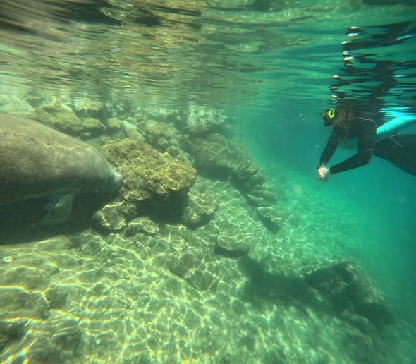 Underwater view of rocky formations and clear water in Crystal River FL with snorkeler exploring