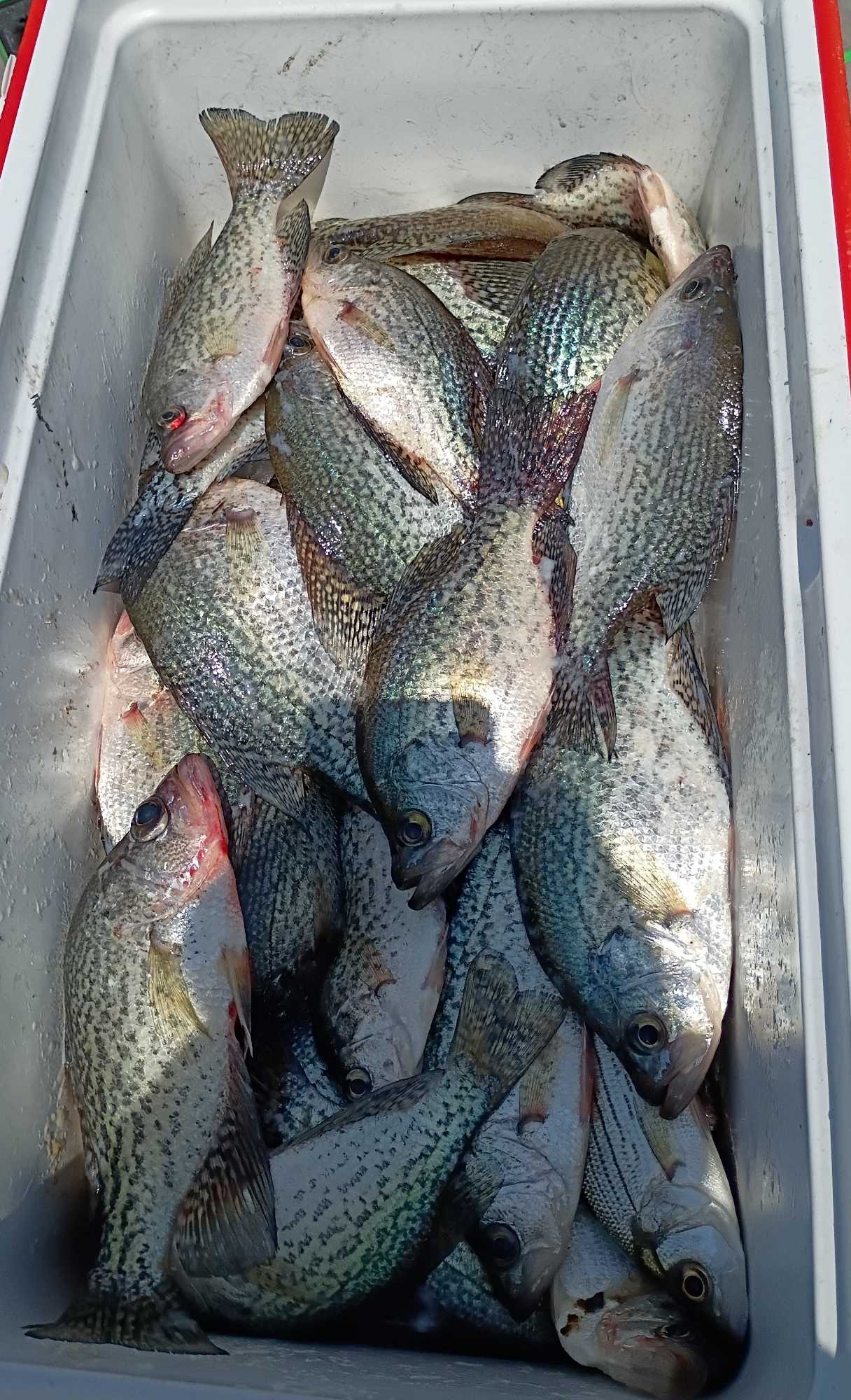 Fresh caught crappie fish in cooler from Eufaula AL fishing trip