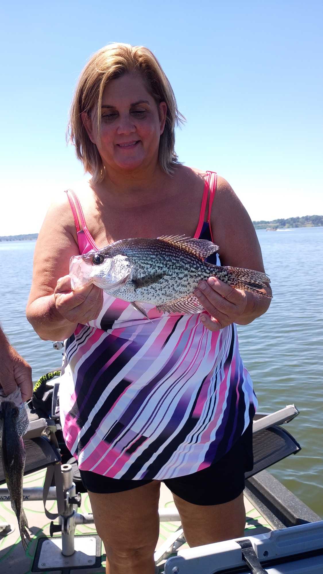 Freshly caught crappie being held on fishing boat in Eufaula AL waters