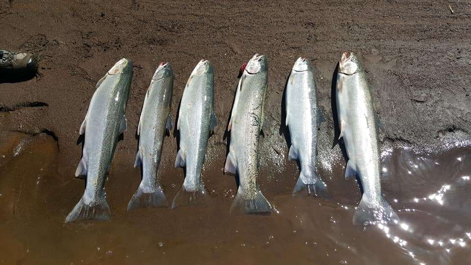 Six trout caught while fishing in OR