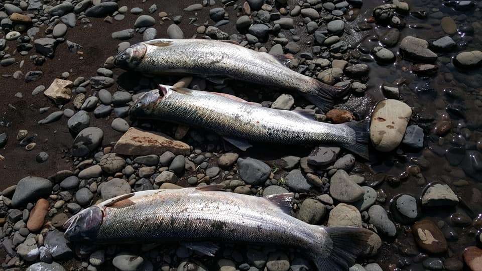 Three great barracuda fish caught in OR