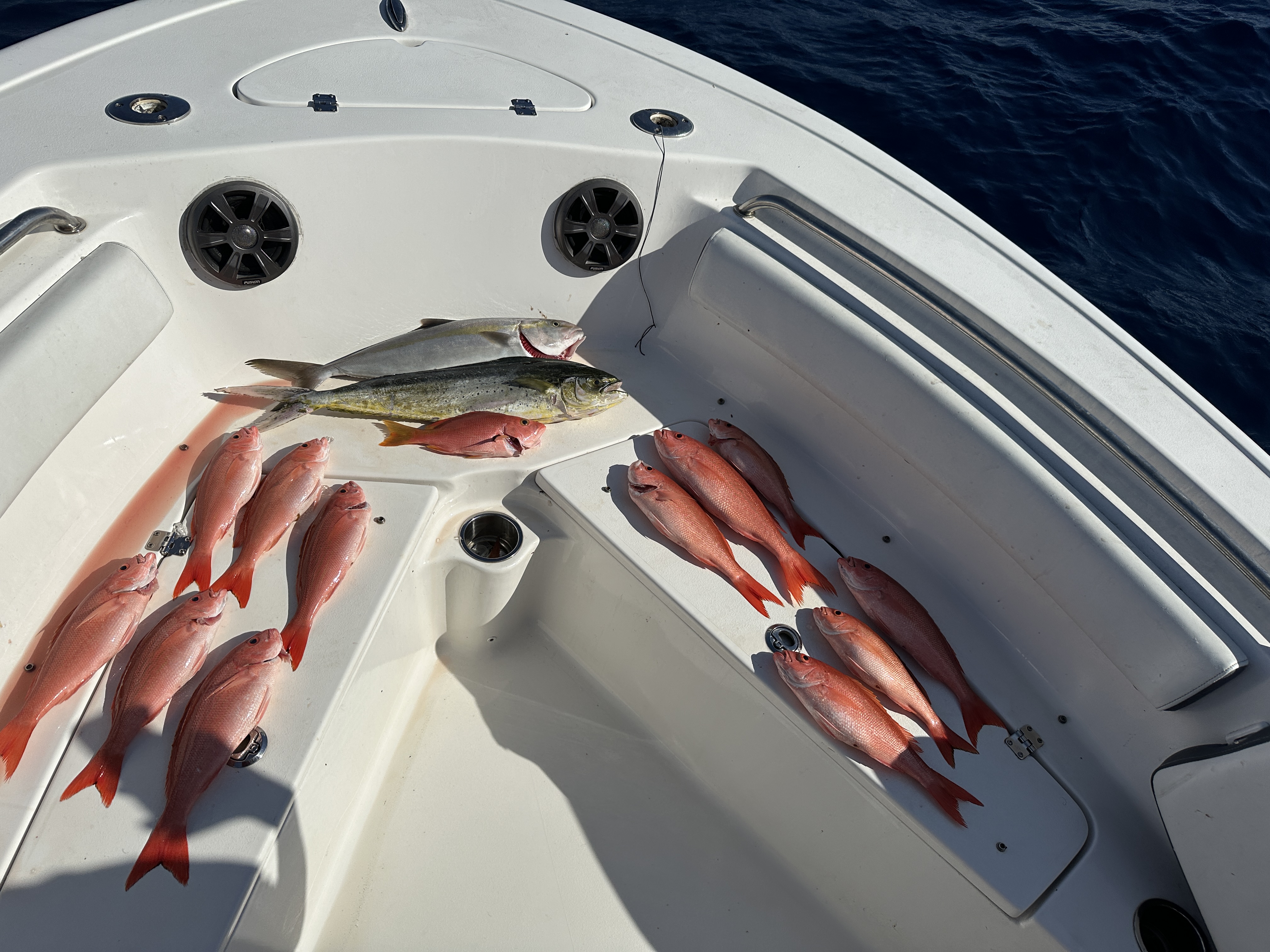 Three fish caught while fishing in Port St. Lucie