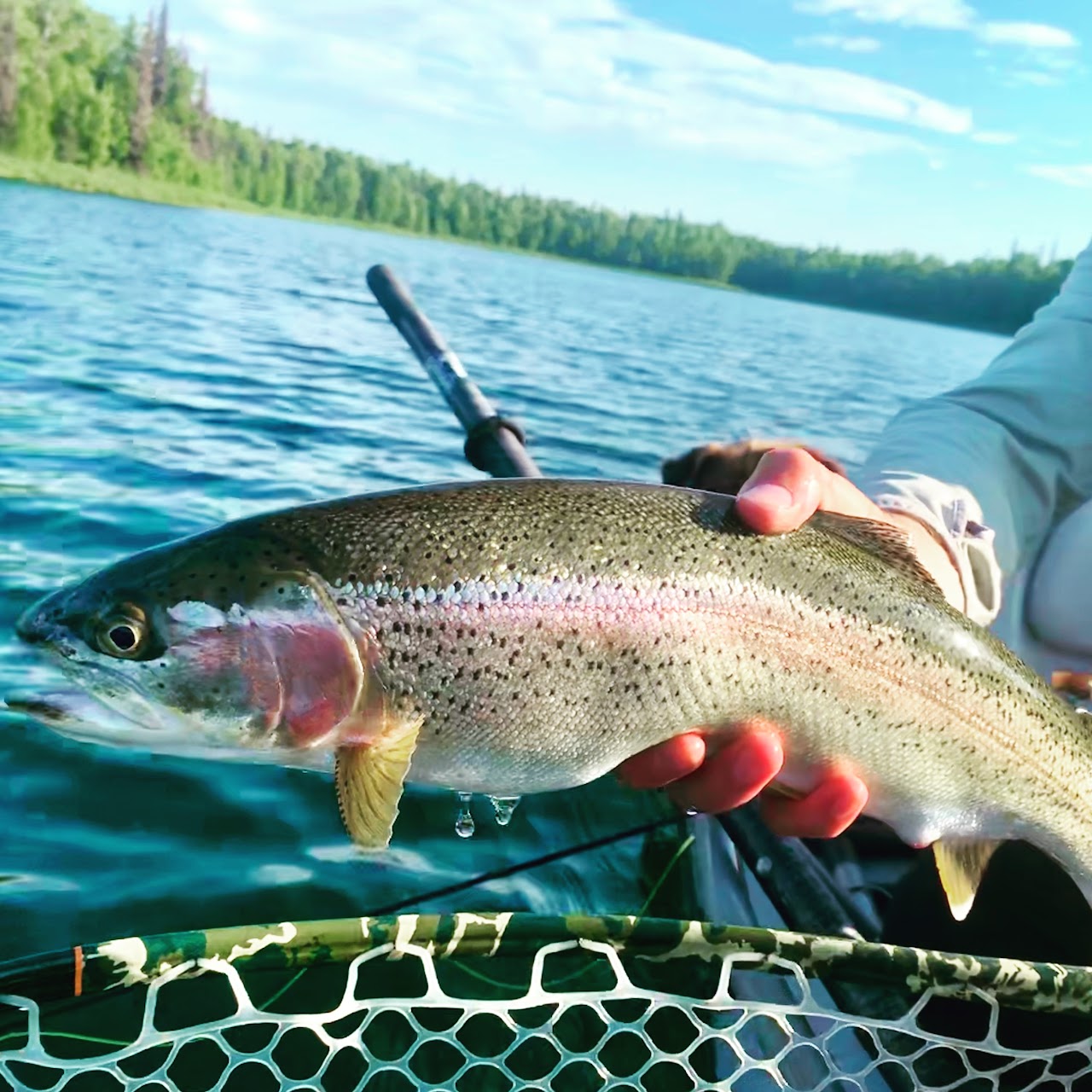 A rainbow trout fish caught in Soldotna