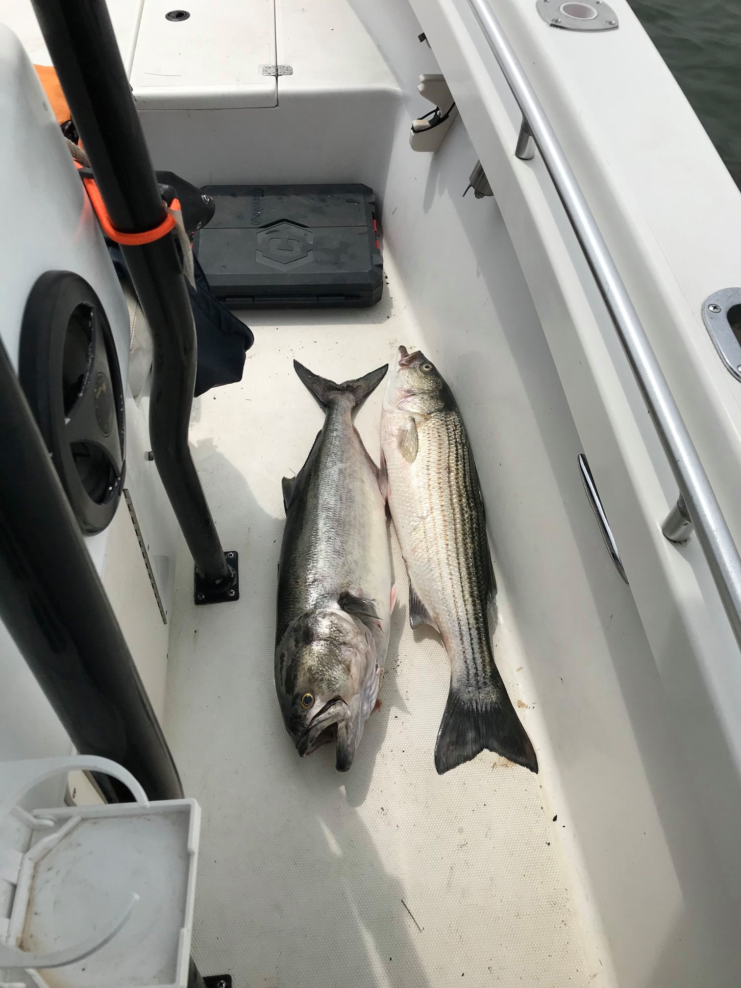 Two striped bass caught in Duxbury