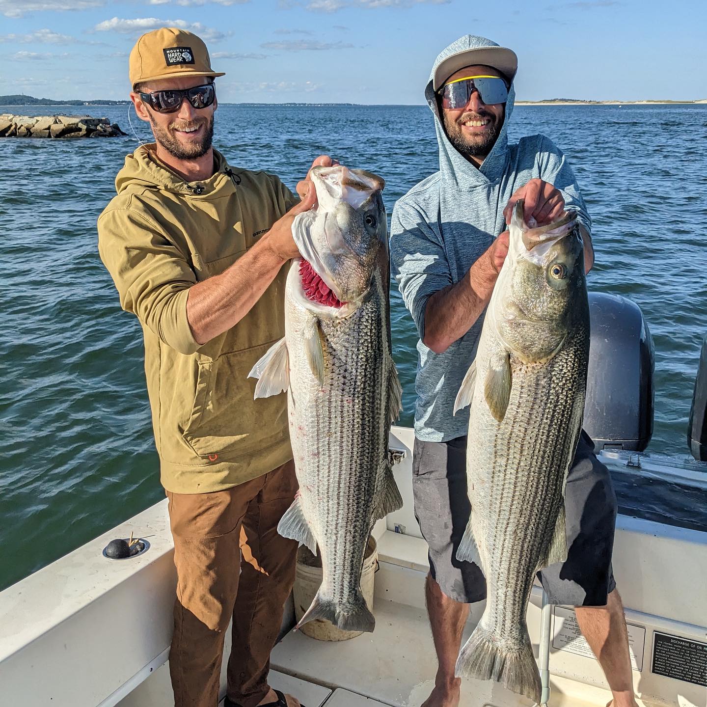 Two striped bass, caught while fishing in Duxbury