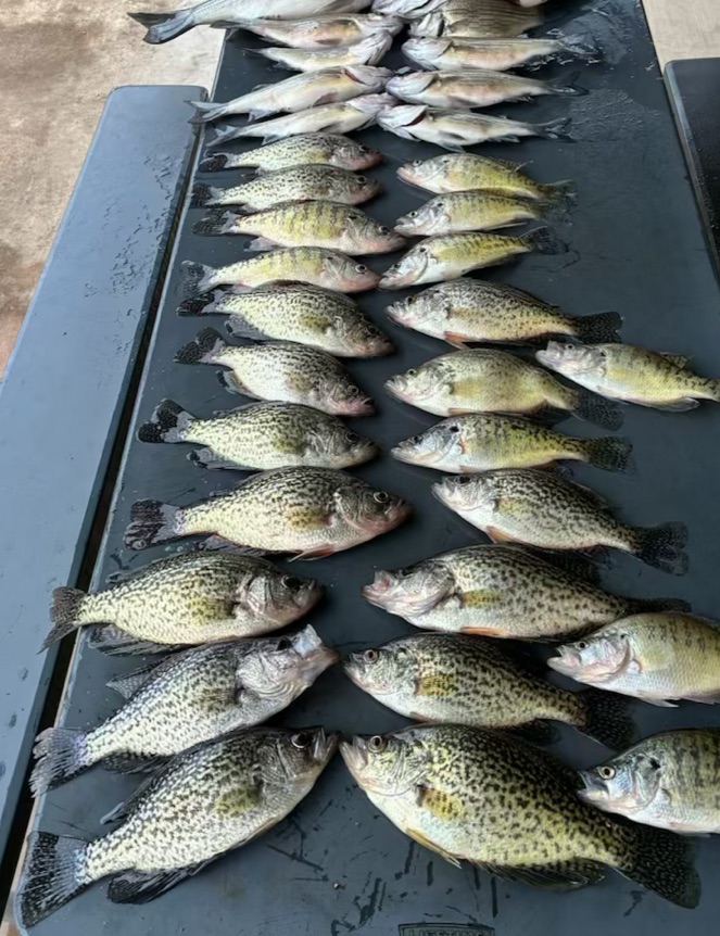 Crappie fish caught in Osage Beach, Missouri during a fishing tour