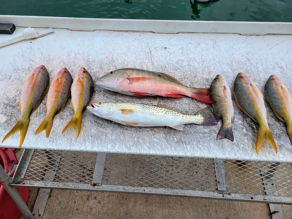 7 spotted weakfish caught at Cudjoe Key