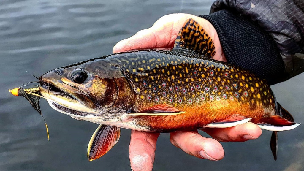 A stunning brook trout caught at Kettle Falls