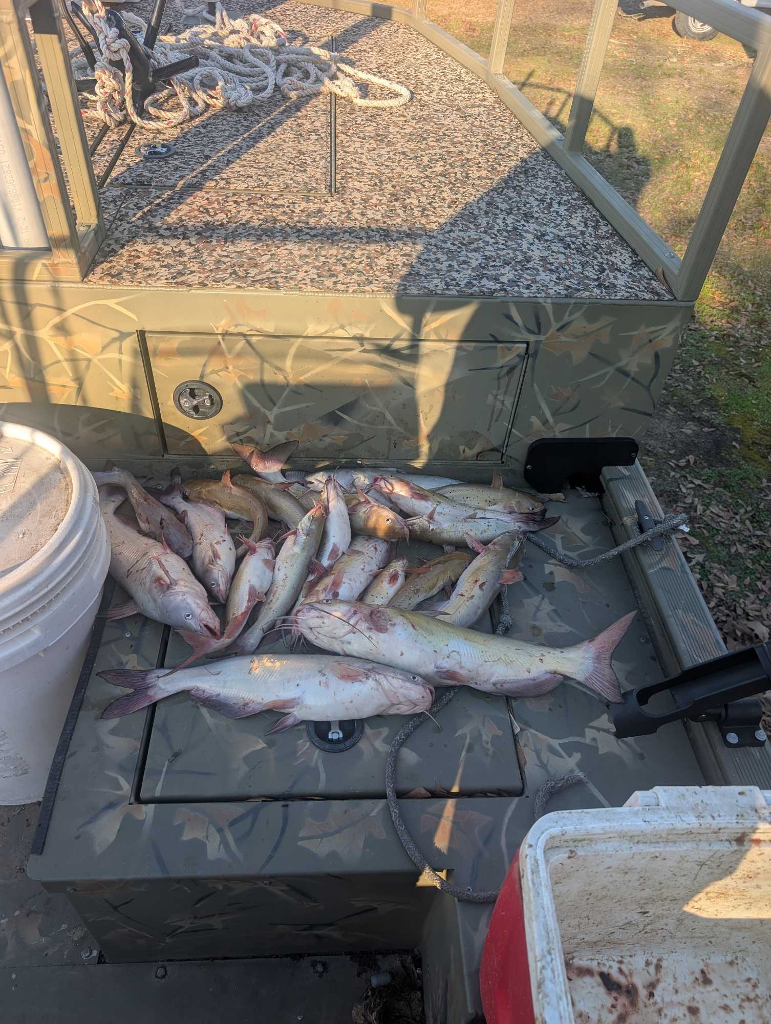 Two channel catfish caught fishing at Willis