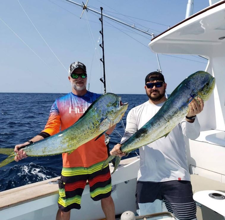 Two mahi mahi or common dolphinfish caught while fishing in Virginia Beach