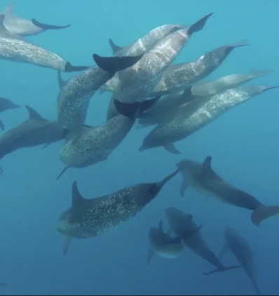 Snorkeling group exploring coral reefs in clear Key West waters with tropical fish and marine life