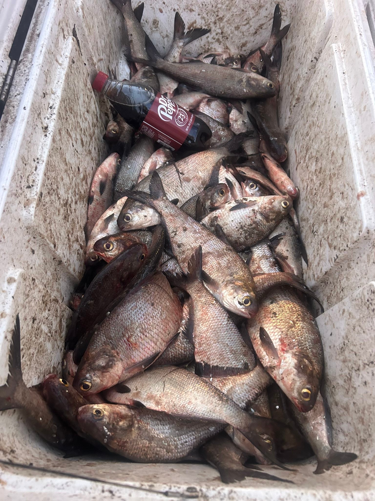 Fresh caught American Gizzard Shad and mixed fish species in cooler from Plano TX fishing trip