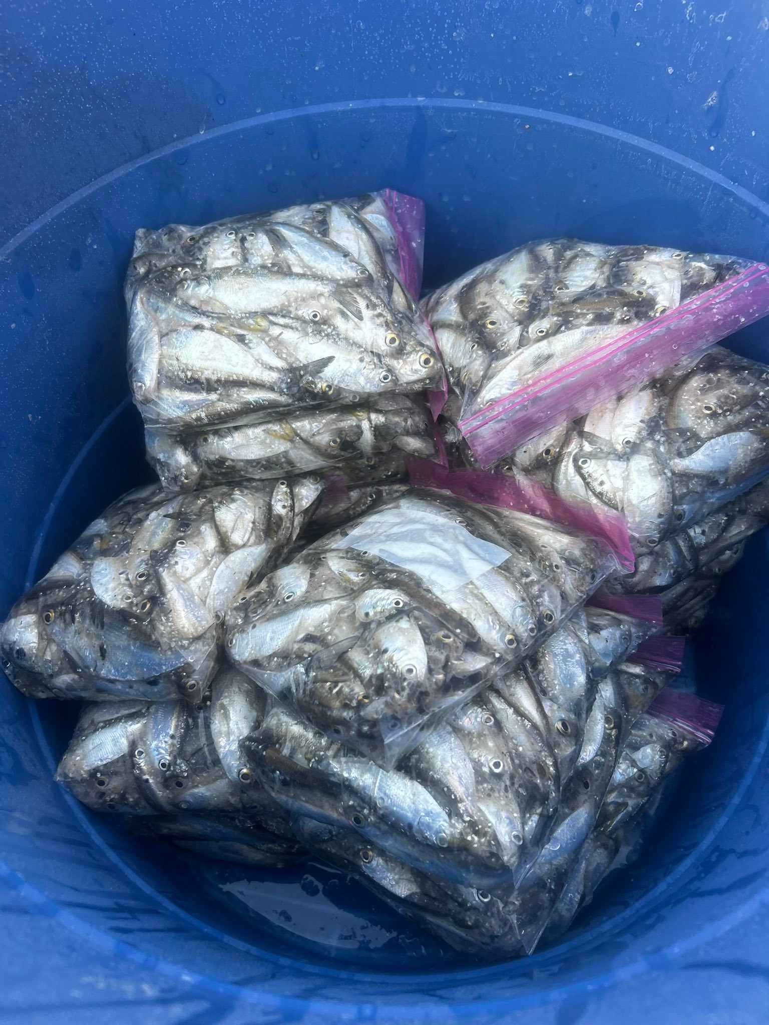 Fresh caught fish stored in blue bucket in Plano TX