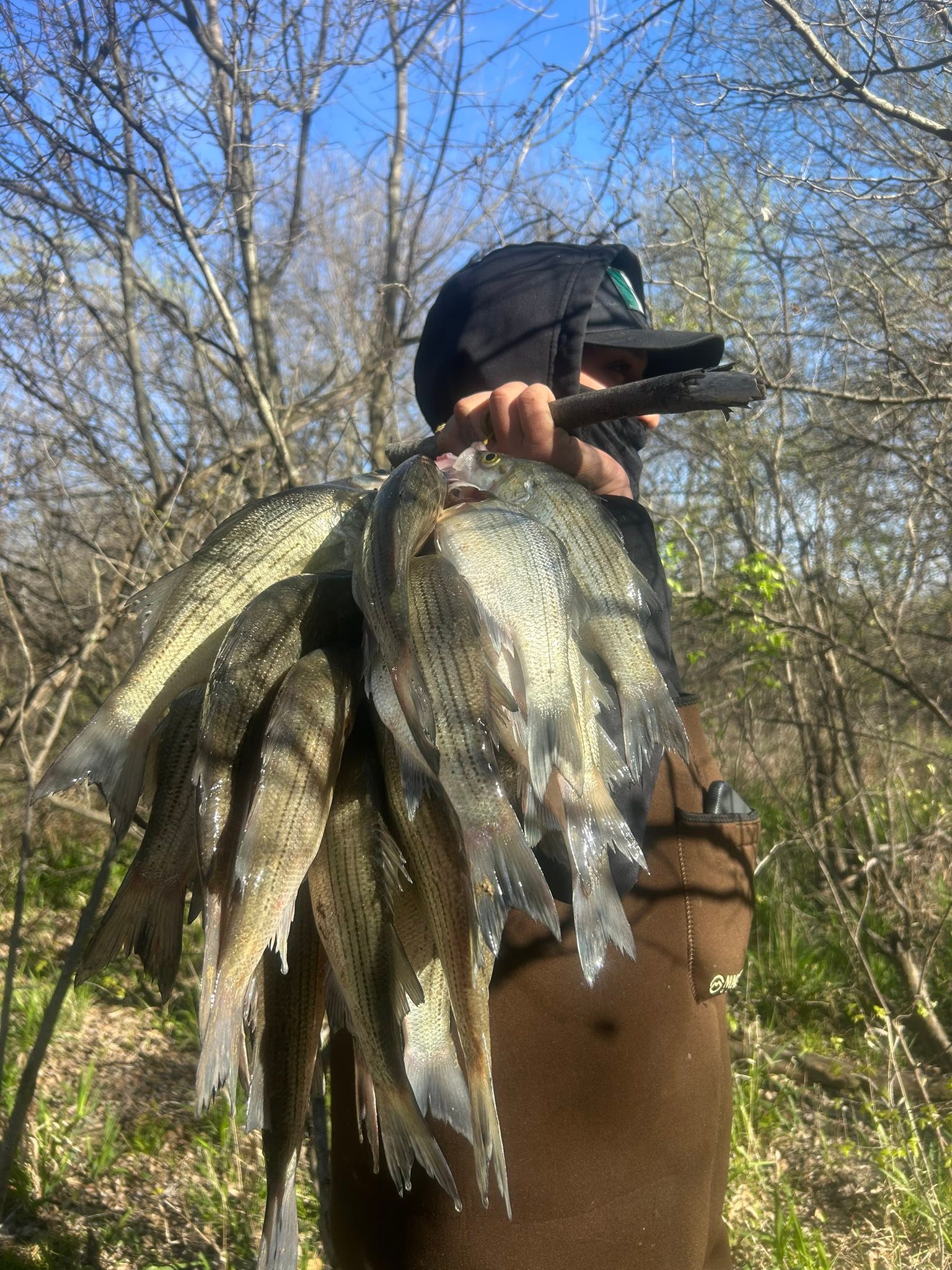 Multiple white bass and striped bass catch displayed after successful fishing trip in Plano Texas