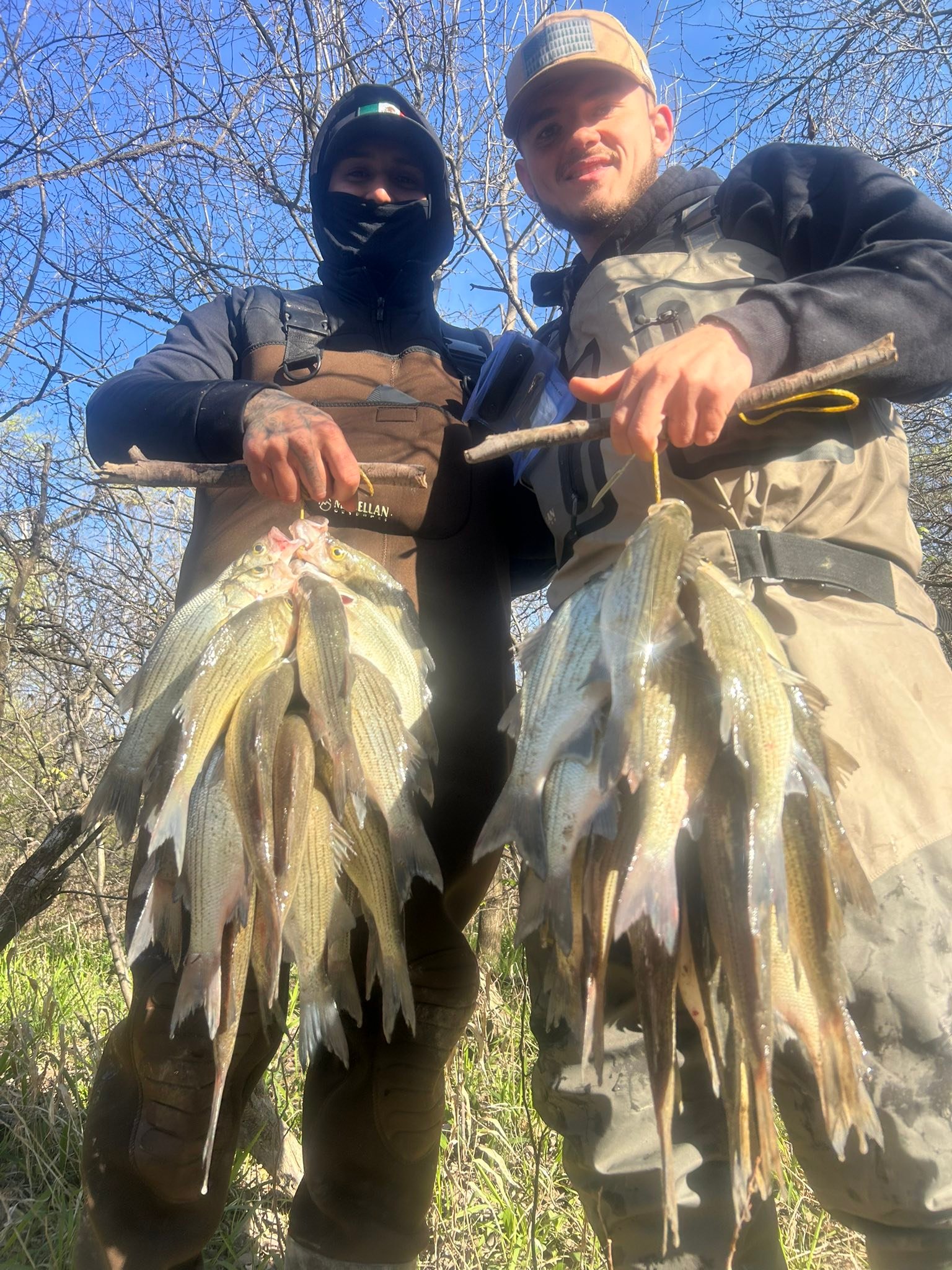 Two anglers displaying their catch of multiple striped bass after a successful fishing trip in Plano TX