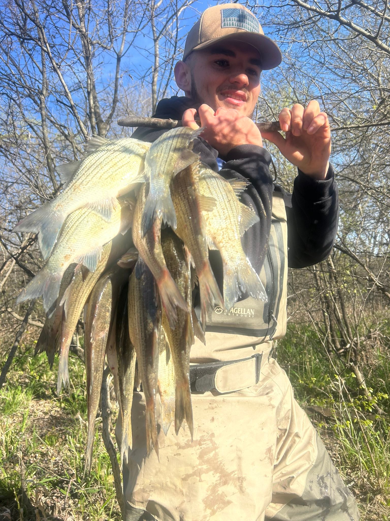 Multiple white bass caught fishing in Plano TX displayed together