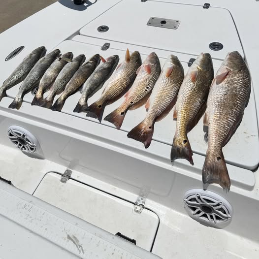 Multiple redfish laid out on white boat deck in League City TX fishing trip