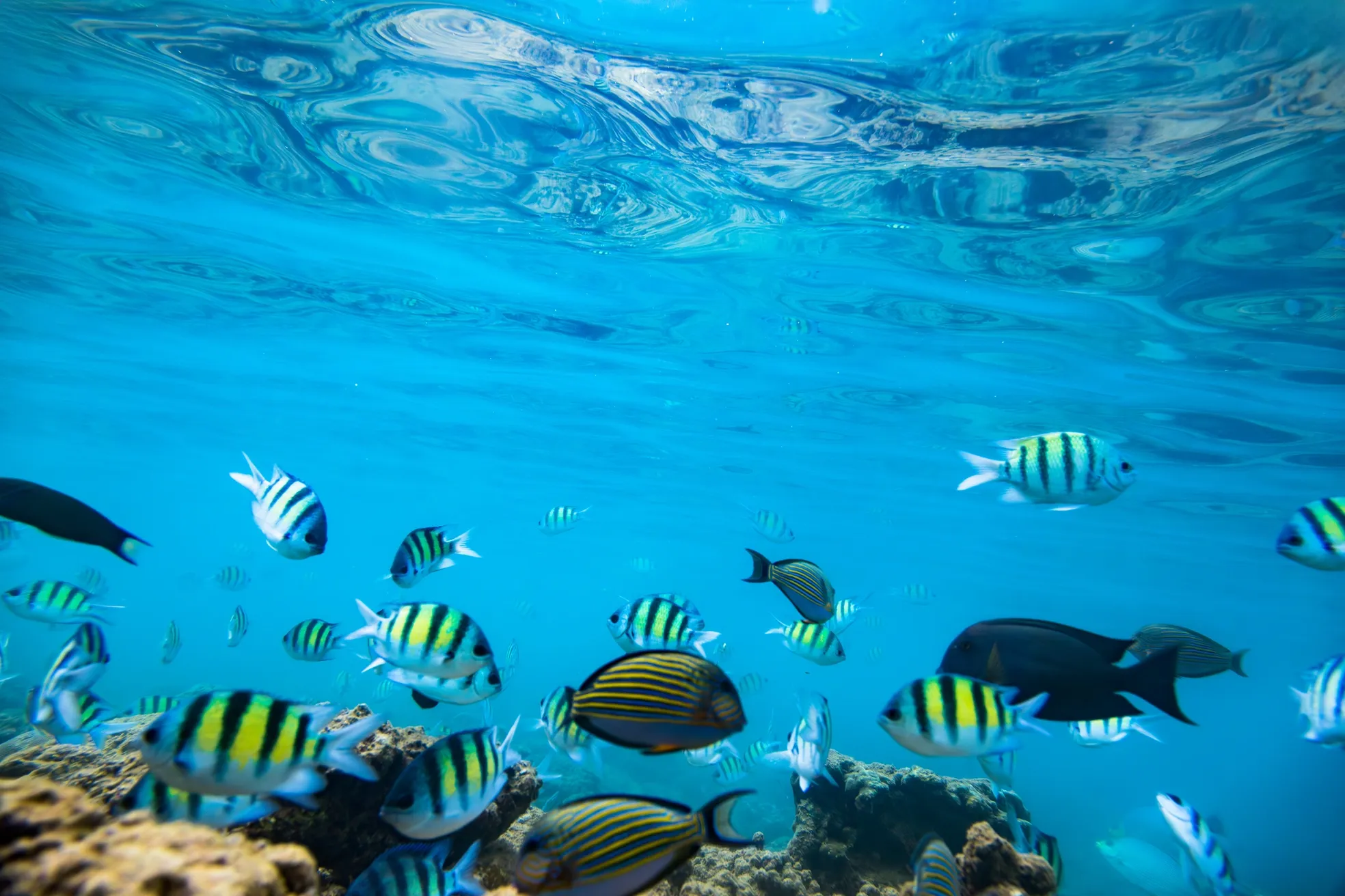 Sergeant-major fish in Fajardo
