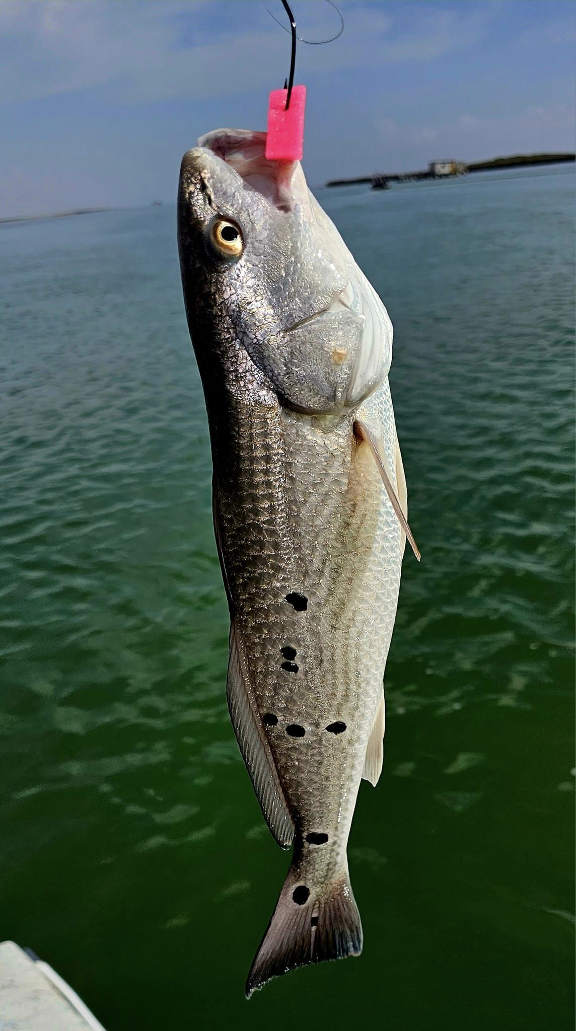 Best great fishing in Port Isabel