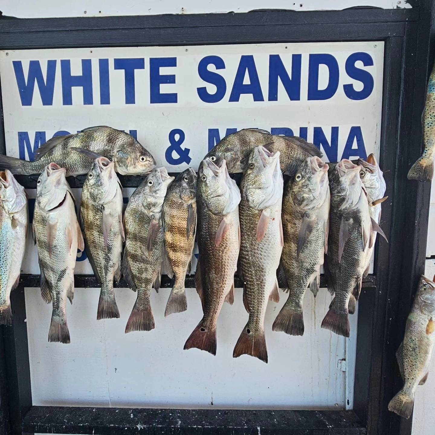 10 black drum and spotted weakfish fish caught while fishing in TX