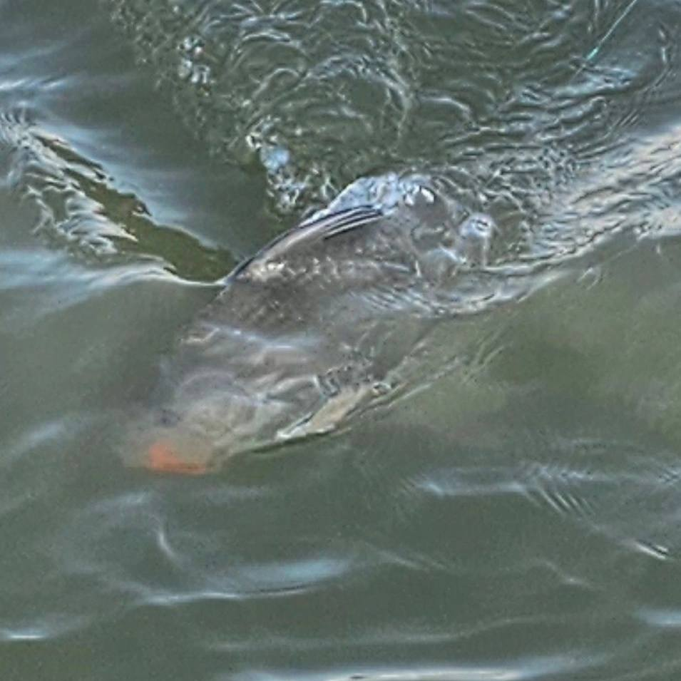 Fishing in TX