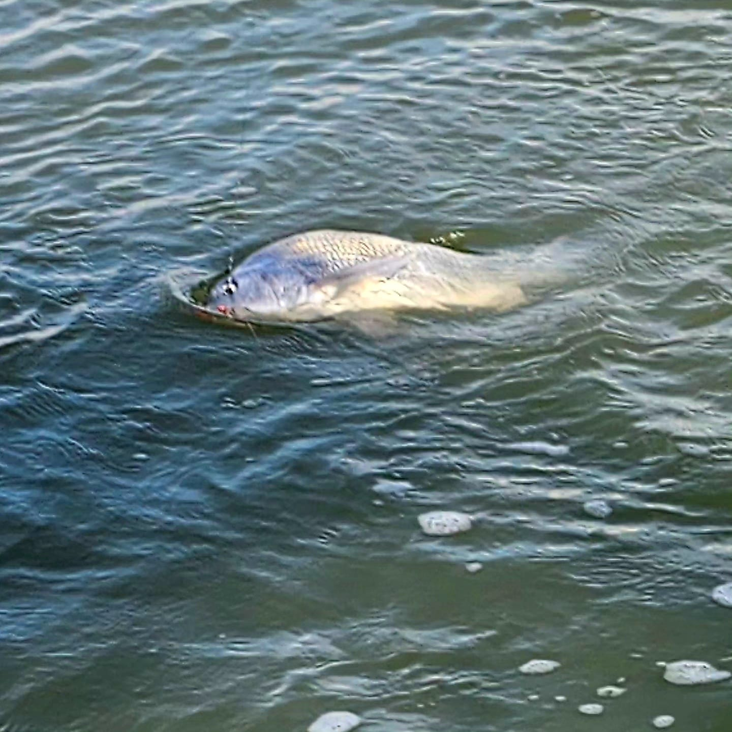 Fishing trip in Port Isabel