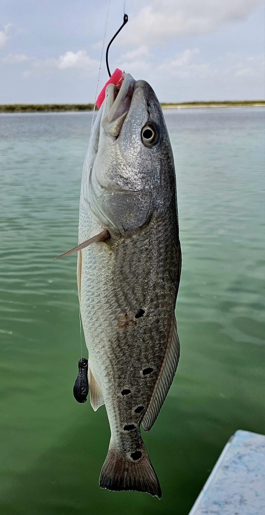 Spotted weakfish caught while fishing in TX