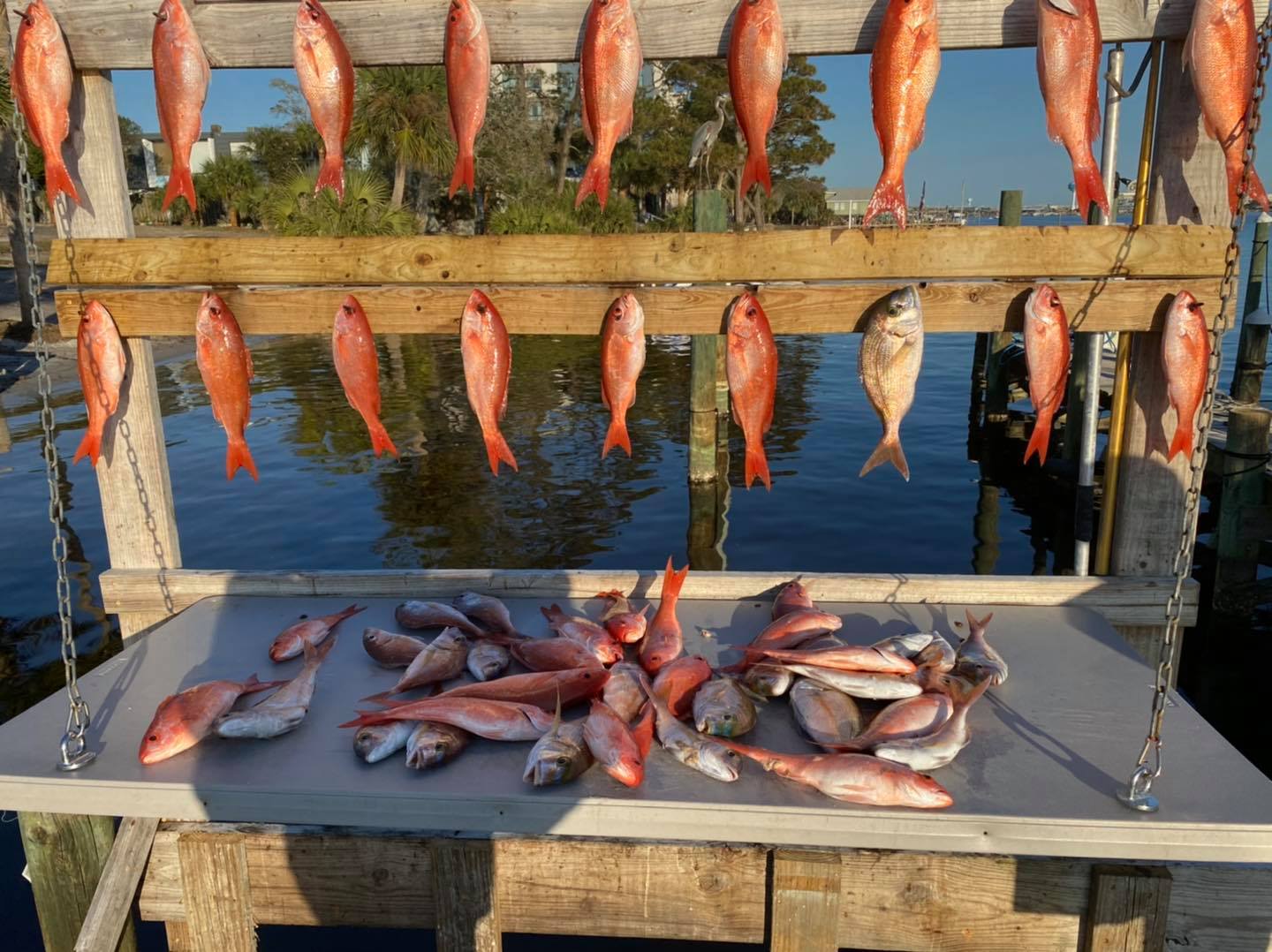 13 fish caught at Fort Walton Beach