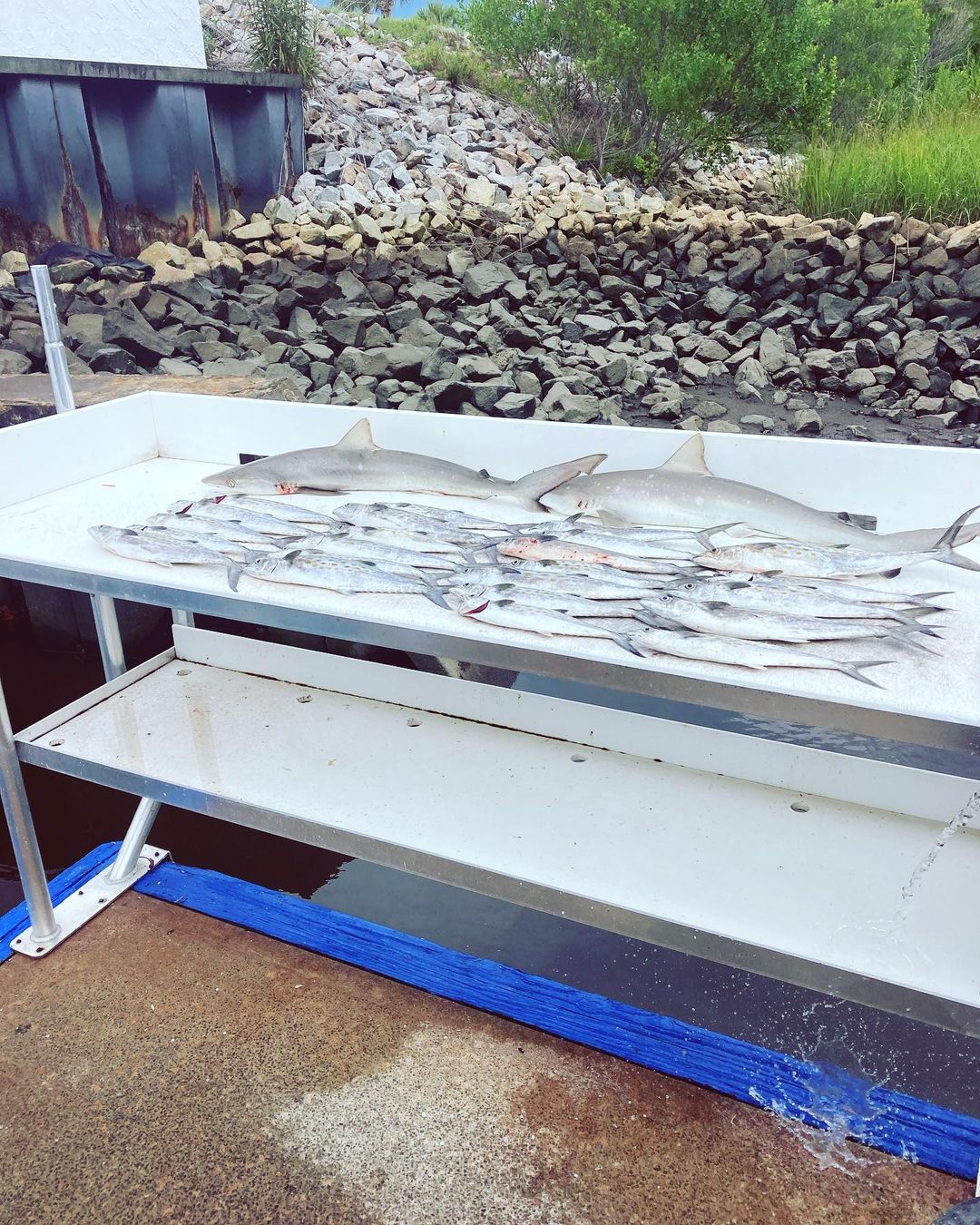 Two blacktip sharks fishing in Little River