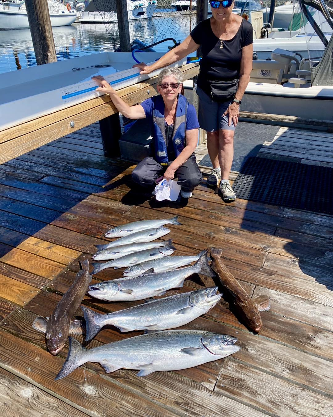 A group of 6 Coho and Chinook salmon caught during a fishing trip in Campbell River.
