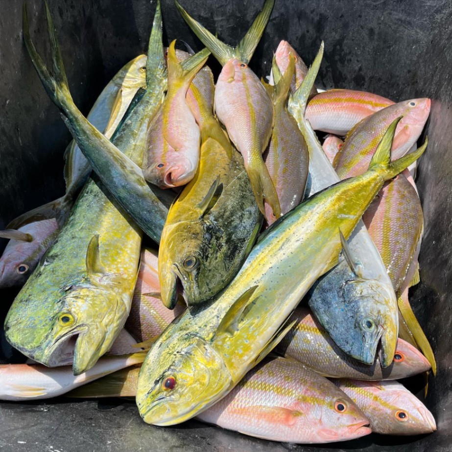 7 fish caught while fishing in Key West