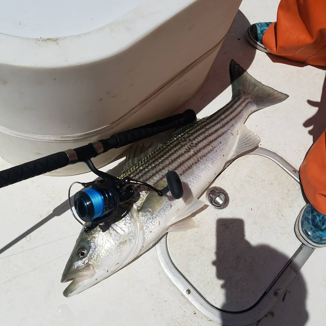 A lone fishing rod in the waters of Orleans, perfect for the best outdoor adventures.