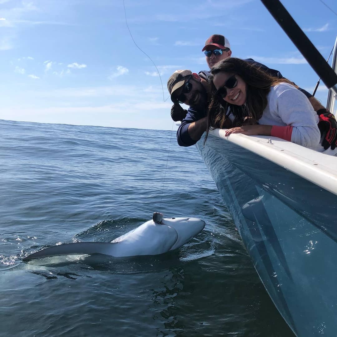 Tawny nurse shark, 38 inches long, fishing in MA