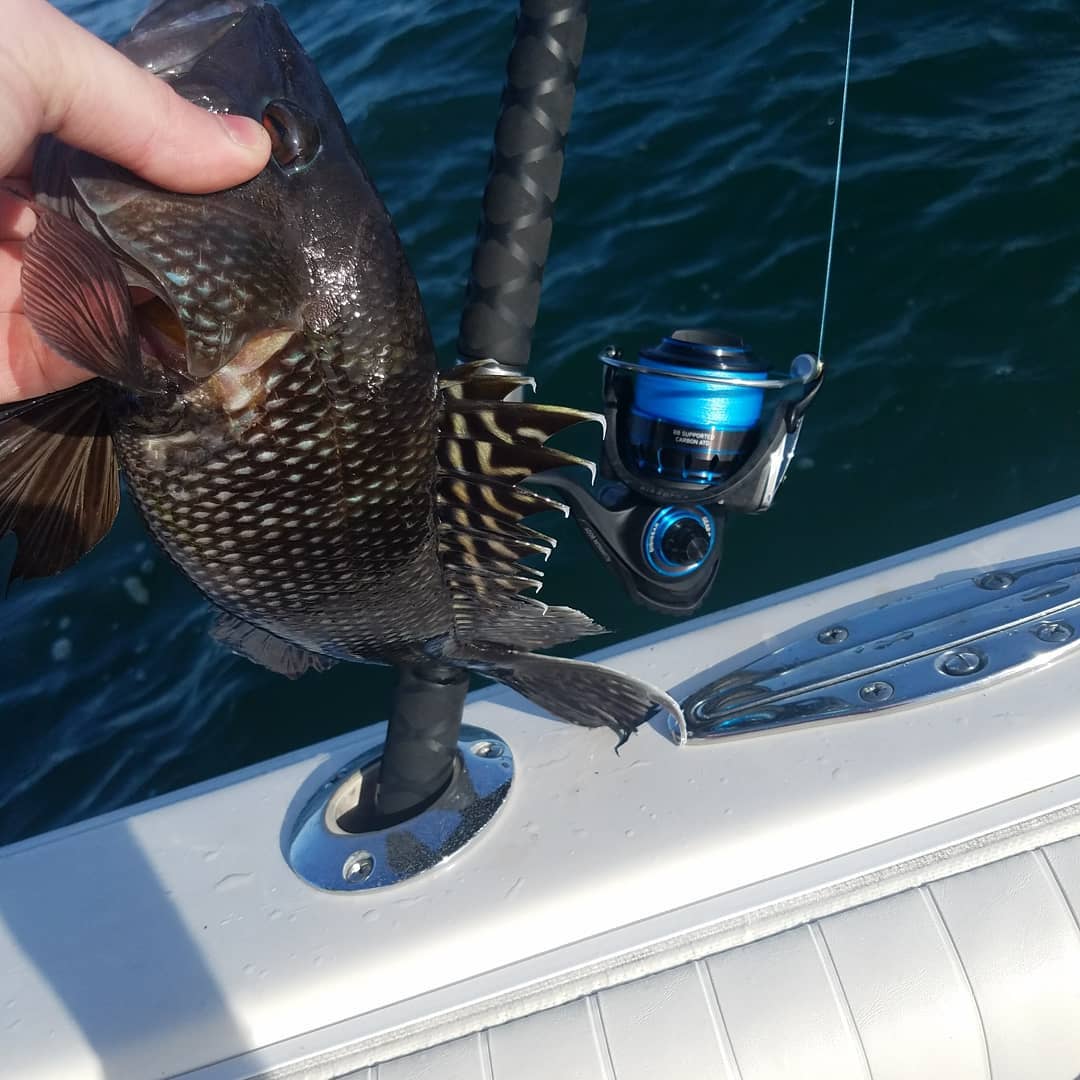 Fishing for sea bass in MA