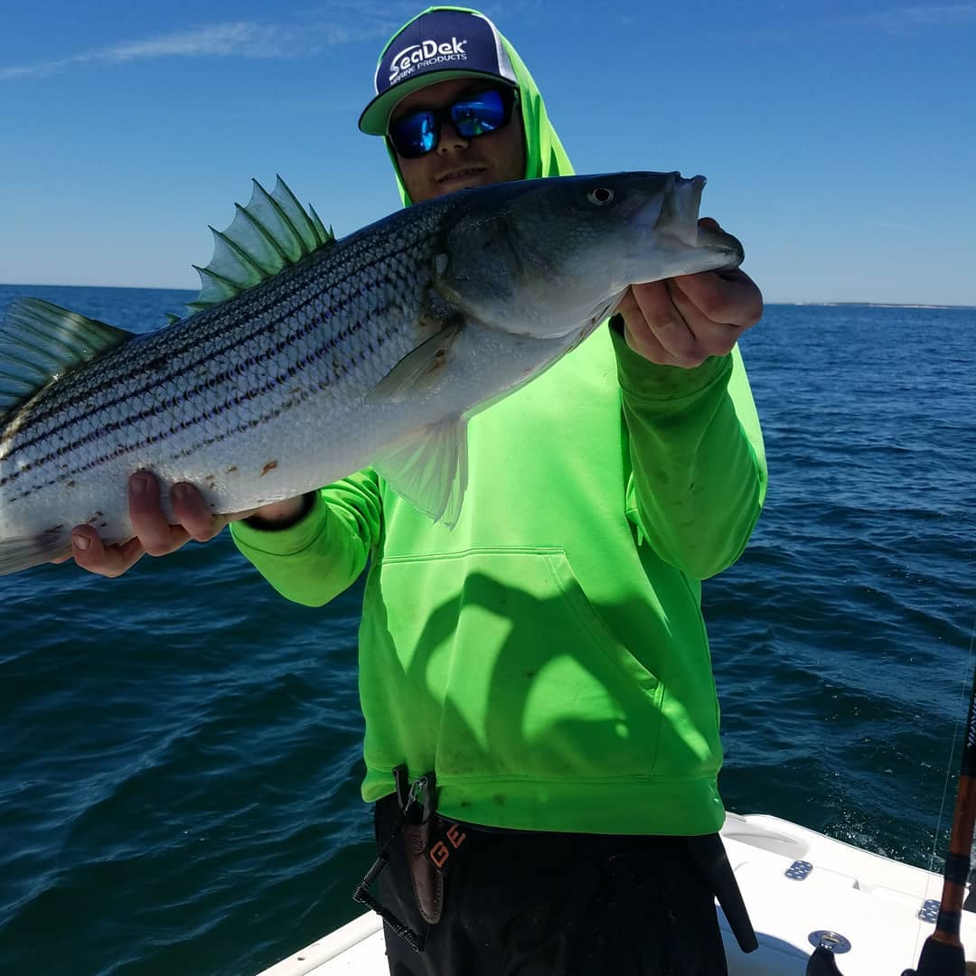 Image of a striped bass caught while fishing in Massachusetts