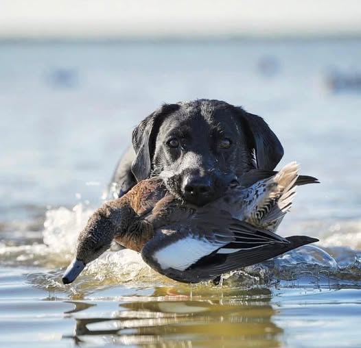 Hunting dog retrieving waterfowl duck from water in Port Mansfield TX