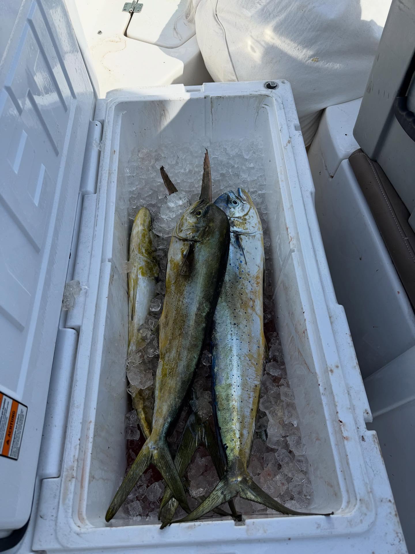 Two fish caught while fishing in Vermont