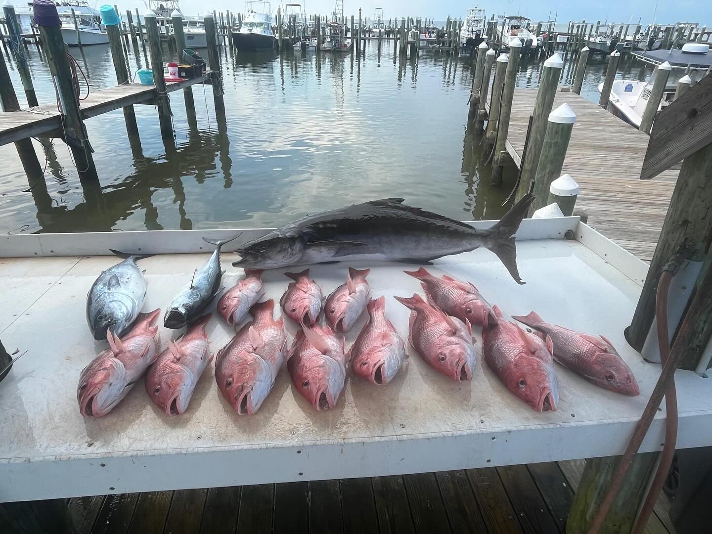 Four fish caught in Fort Morgan, Alabama