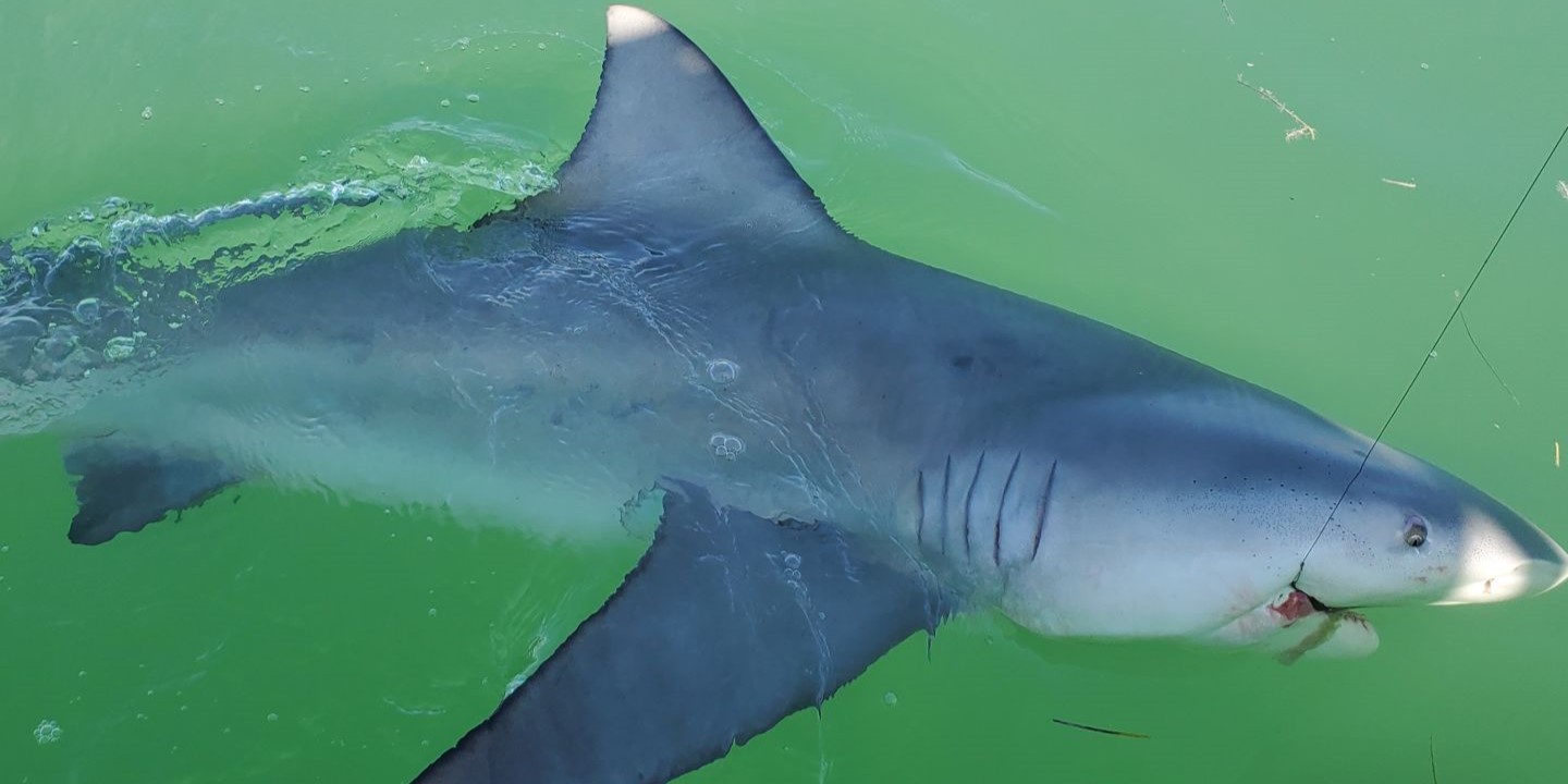 Bull Shark in Islamorada